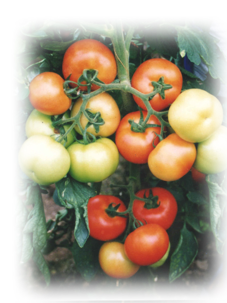 Seminte Tomate